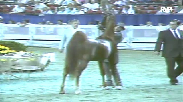1991 WCHS Class 78A Three Year Old Fu...