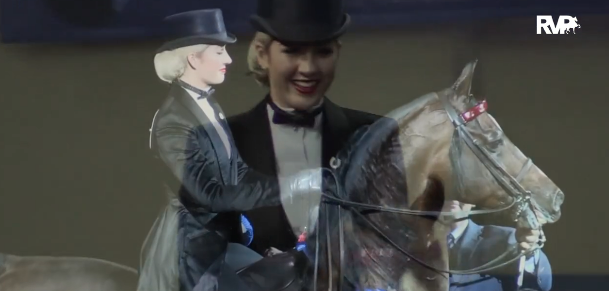 Superior Morgan Horse Sale