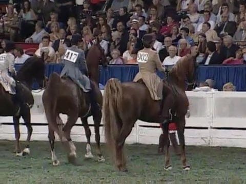 2008 WCHS Class 208 Adult Five Gaited...