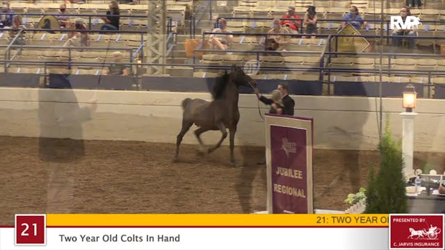 2020 JMHS - Class 21 Two Year Old Col...