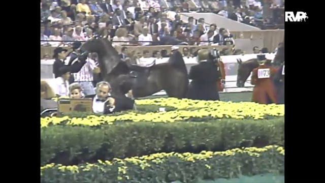 1988 WCHS Class 152 Three Gaited Cham...
