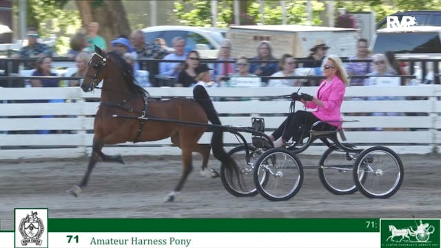 RC24 - Class 71 - Amateur Harness Pony