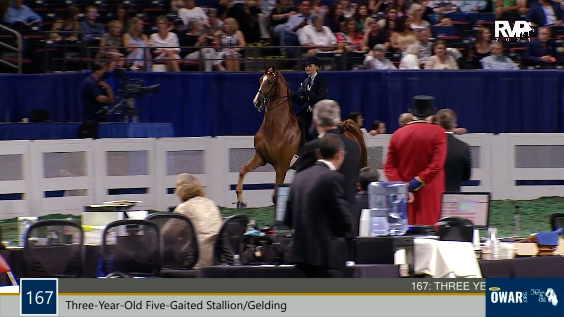 WCHS21 - Class 167 - Three-Year-Old Five-Gaited Stallion Gelding