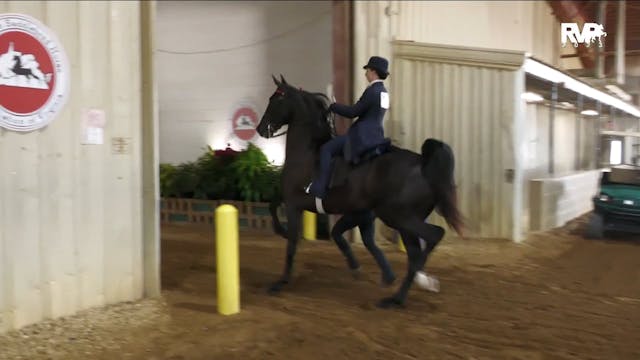 ASHAV23 - Class 19 - ASB Three Gaited...