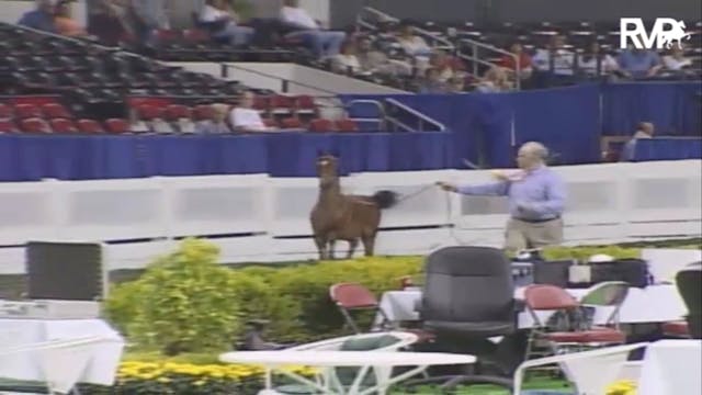 2007 WCHS Class 85 Weanling Breeders'...
