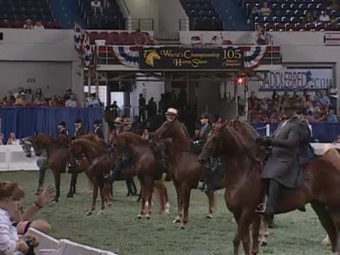 2008 WCHS Class 228 Three Gaited Park...