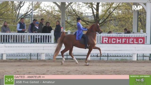 SB21 - Class 245 - ASB Five Gaited Am...