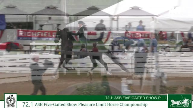 RC25 - Class 72 - ASB Five Gaited Sho...