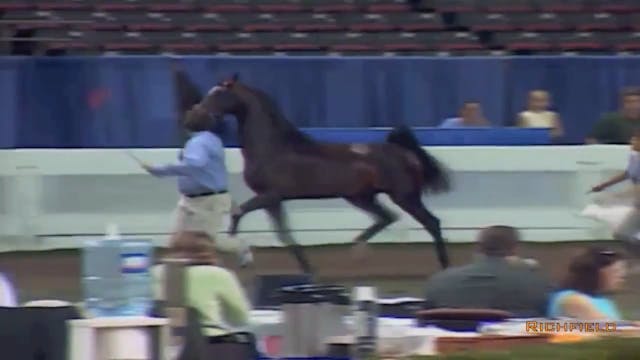 2002 WCHS Class 57 Amateur Futurity o...