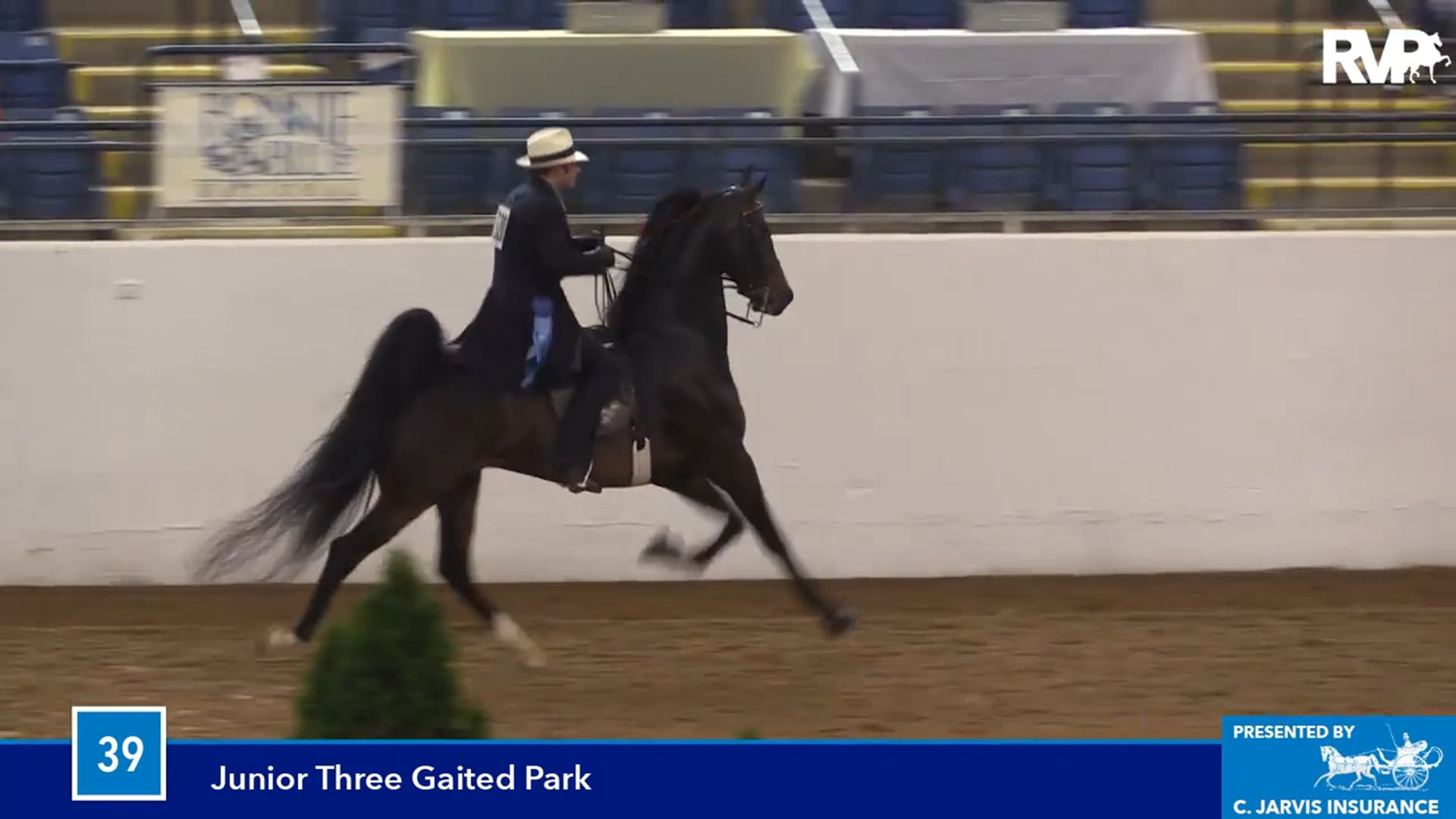 BB16 - Junior Three Gaited Park Horse
