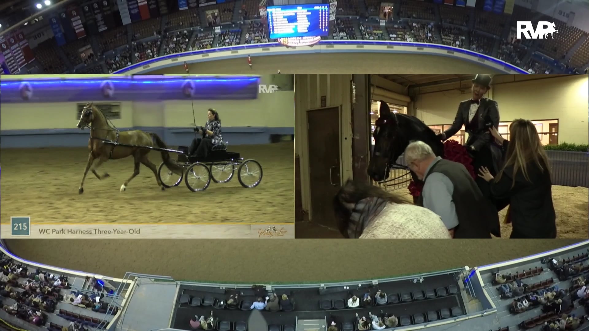 MGN19 - Ledgefield La Mia Stella GCH - Class 214