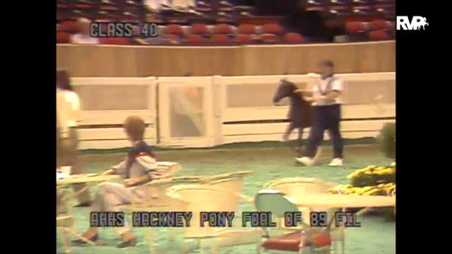 1989 WCHS Class 40 AHHS Hackney Pony ...