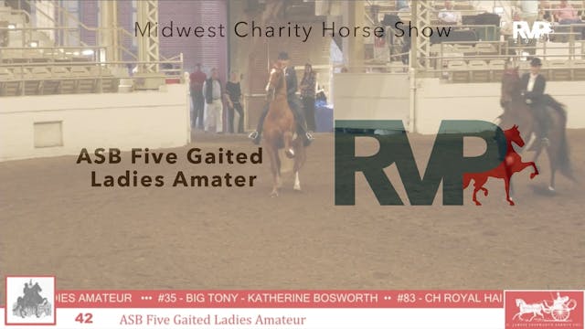 MW24 - Class 42 - ASB Five Gaited Lad...