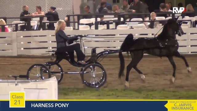 2015 RC - Class 21 Harness Pony 