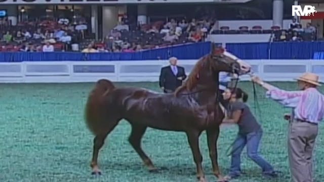 2009 World's Championship Horse Show ...