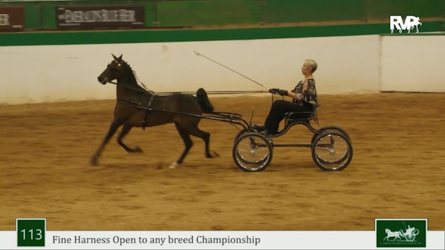 NCSC23 - Class 113 - Fine Harness Open to Any Breed Championship