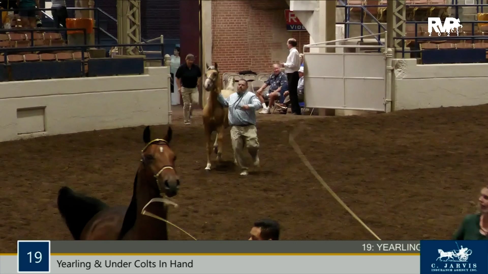 MJ21 - Class 19 - Yearling & Under Colts In Hand