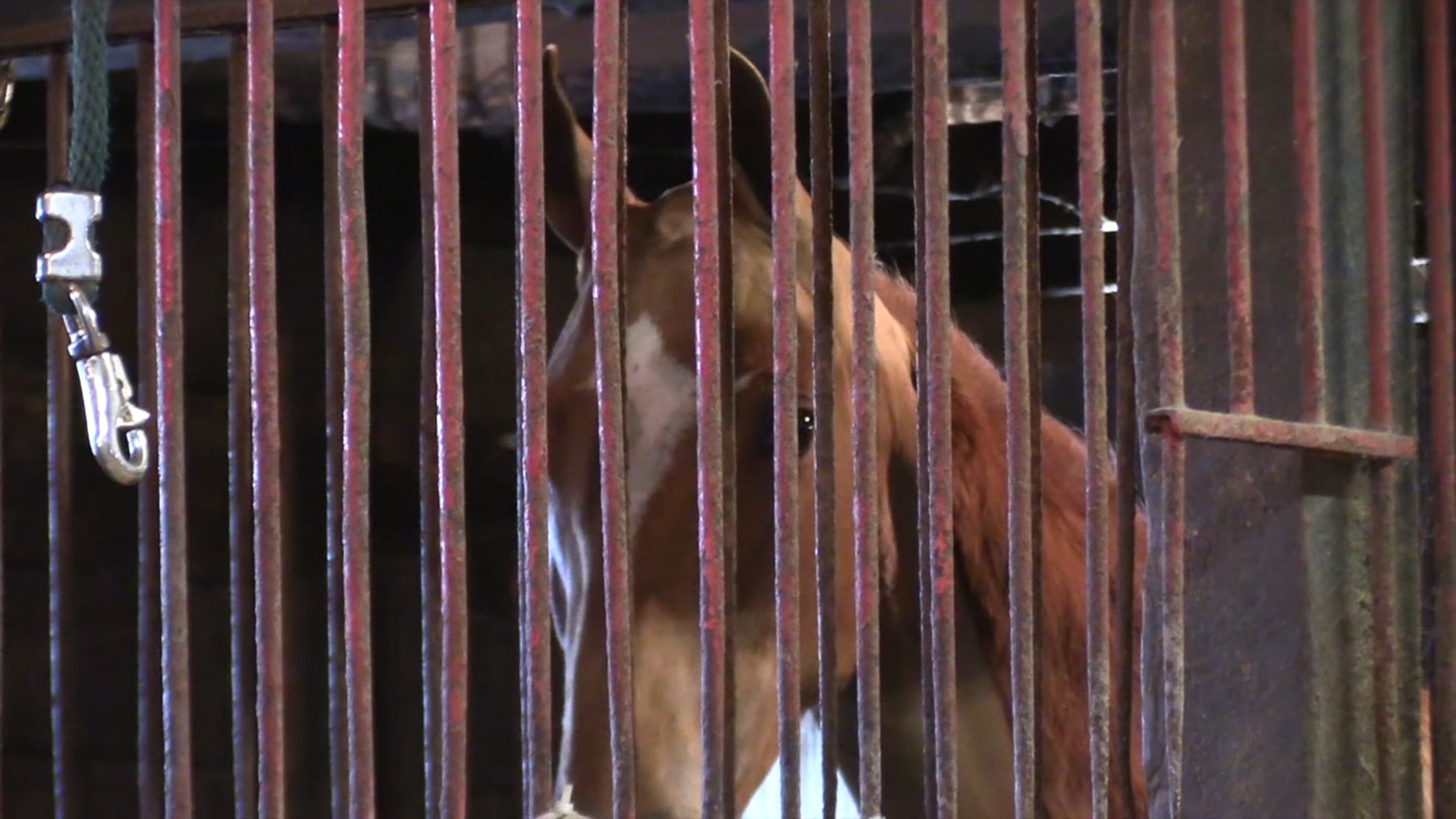 2020 Reedannland Dispersal Sale Prep