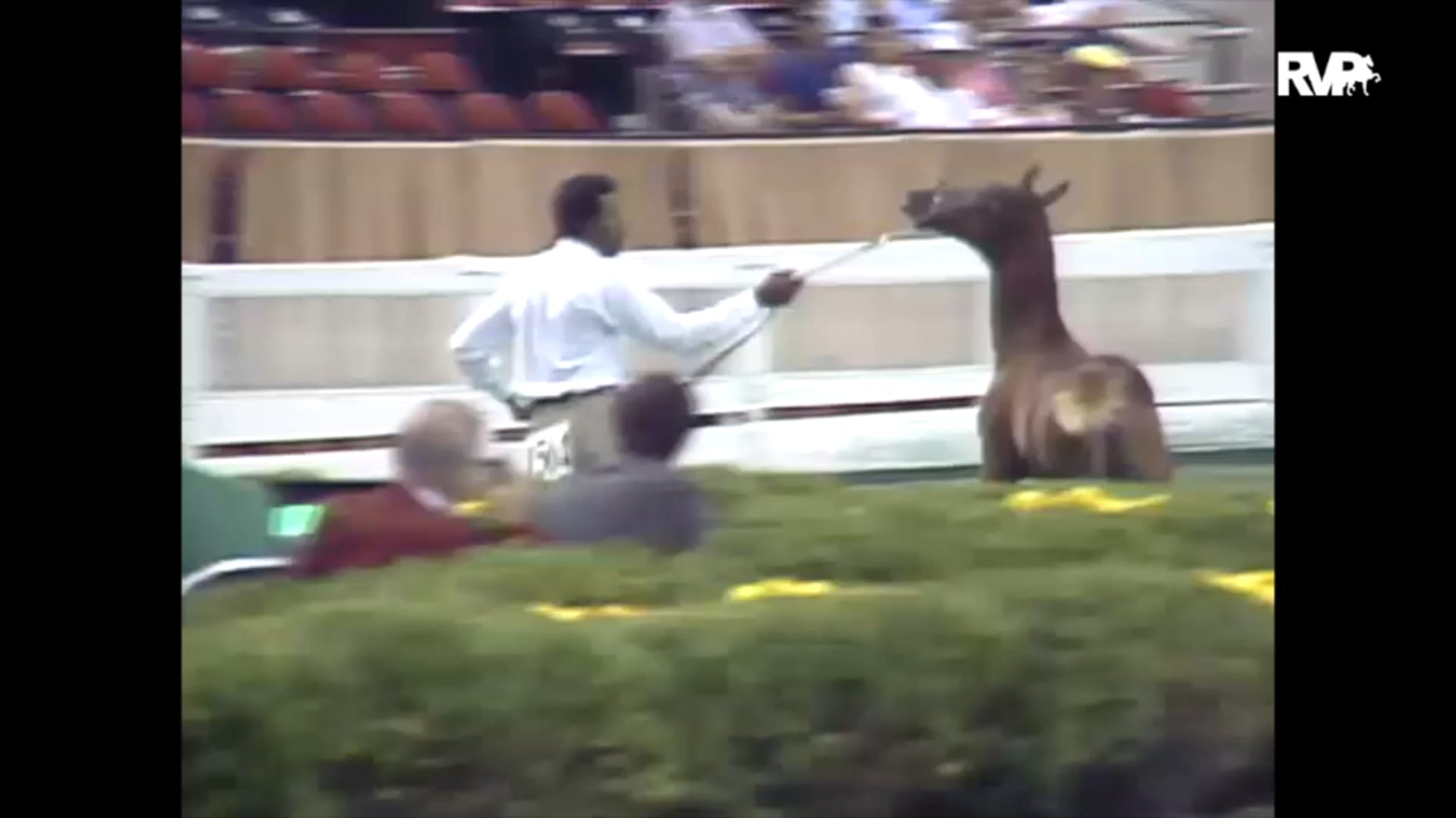 1989 WCHS Class 88 Breeders Stake - Weanling 
Division