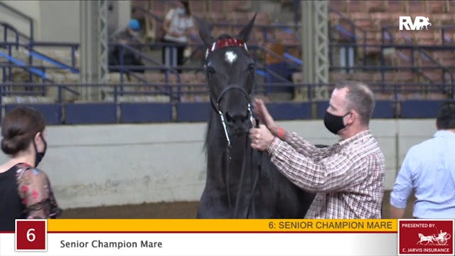 2020 JMHS - Class 6 Senior Champion Mare