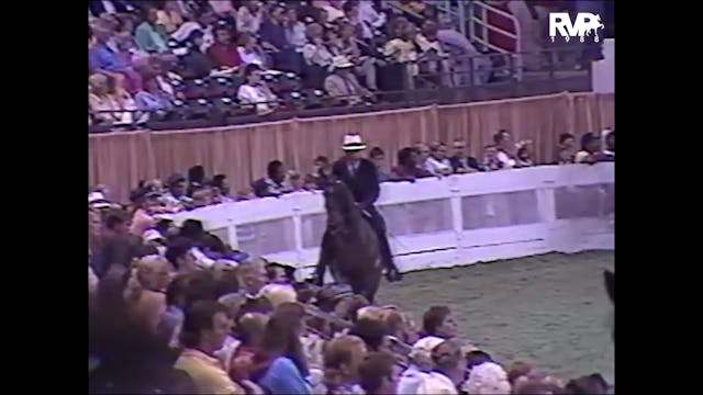 1988 WCHS - Class 74 Five Gaited Mare...