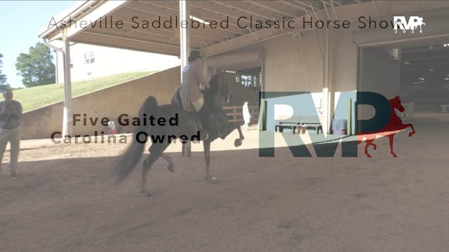 ASC24 - Class 65 - Five Gaited Caroli...