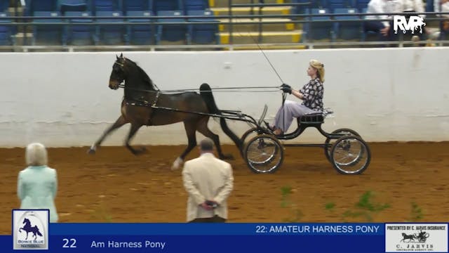 BB24 - Class 22 -  Amateur Harness Pony