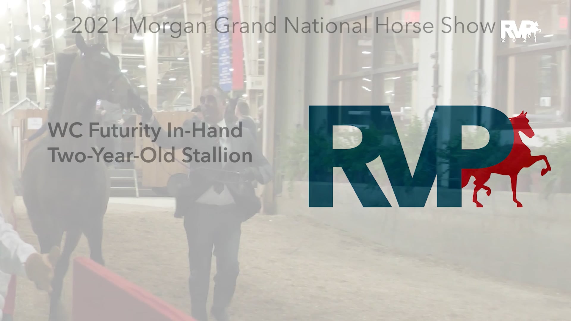 MGN21 - Class 201 - WC Futurity In-Hand Two-Year-Old Stallion