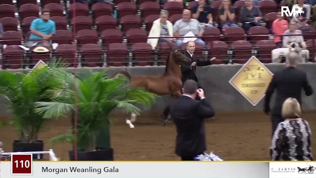2019 Morgan Weanling Gala