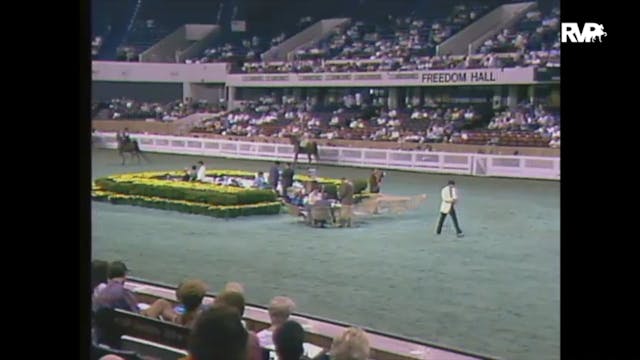 1988 WCHS Class 87 Three Gaited Pony ...