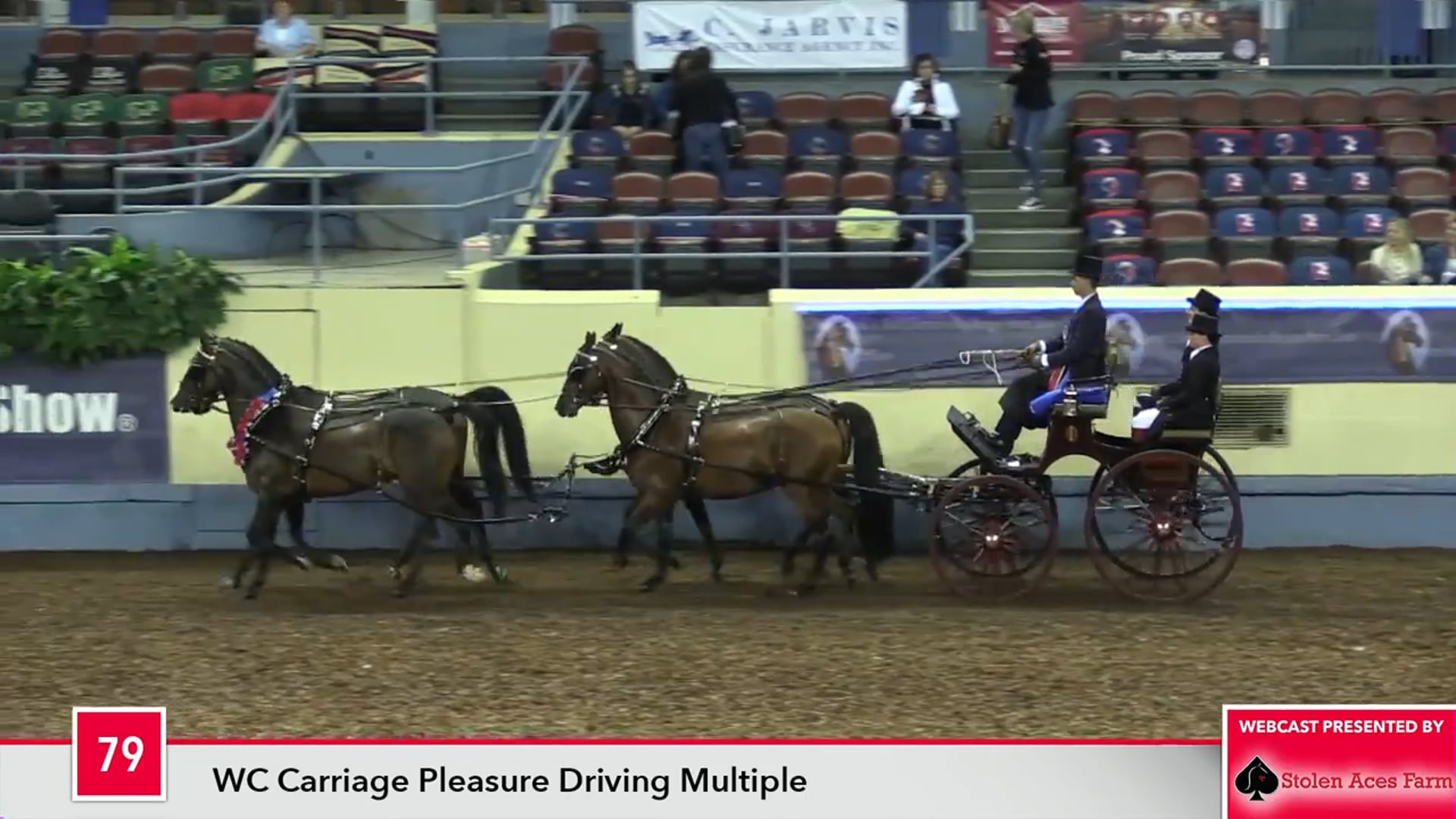 MGN17 - Class 79 - HVK Pardi Man-Danseur-Noble Argentina-Daring Dance