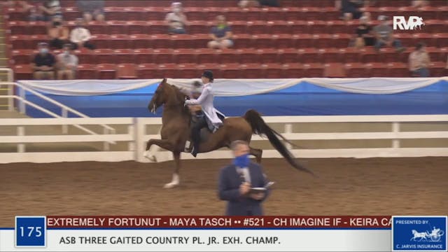 2020 BR - Class 175 ASB Three Gaited ...