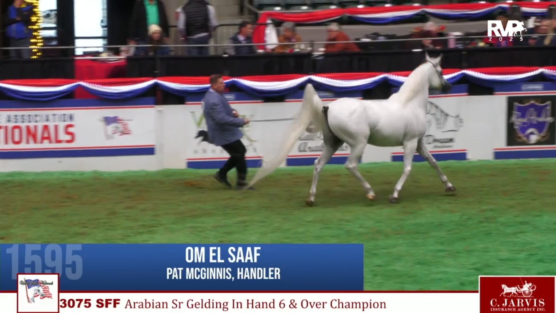 AN25 - Class 3075 - Arabian Sr Gelding In-Hand 6 & Over Championship