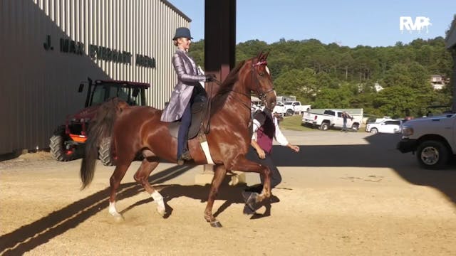 CTSC24 - Class 4 -  ASB Three Gaited ...