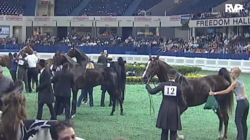 2010 World's Championship Horse Show Class 105 ASR National Three Year Old -Futurity Five Gaited