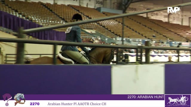 YAN24 - Class 2270 - Arabian Hunter P...