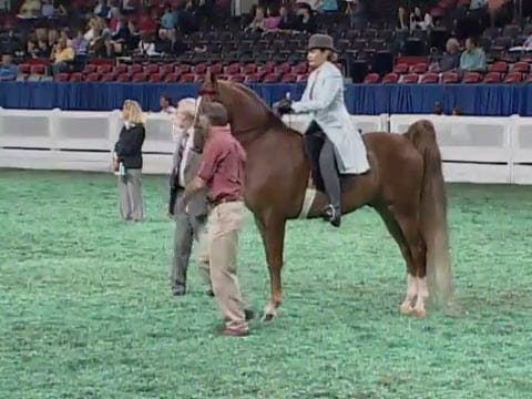 2008 WCHS Class 14 Adult Three Gaited...