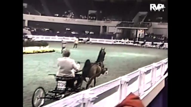 1998 WCHS - Four Year Old Harness Pon...