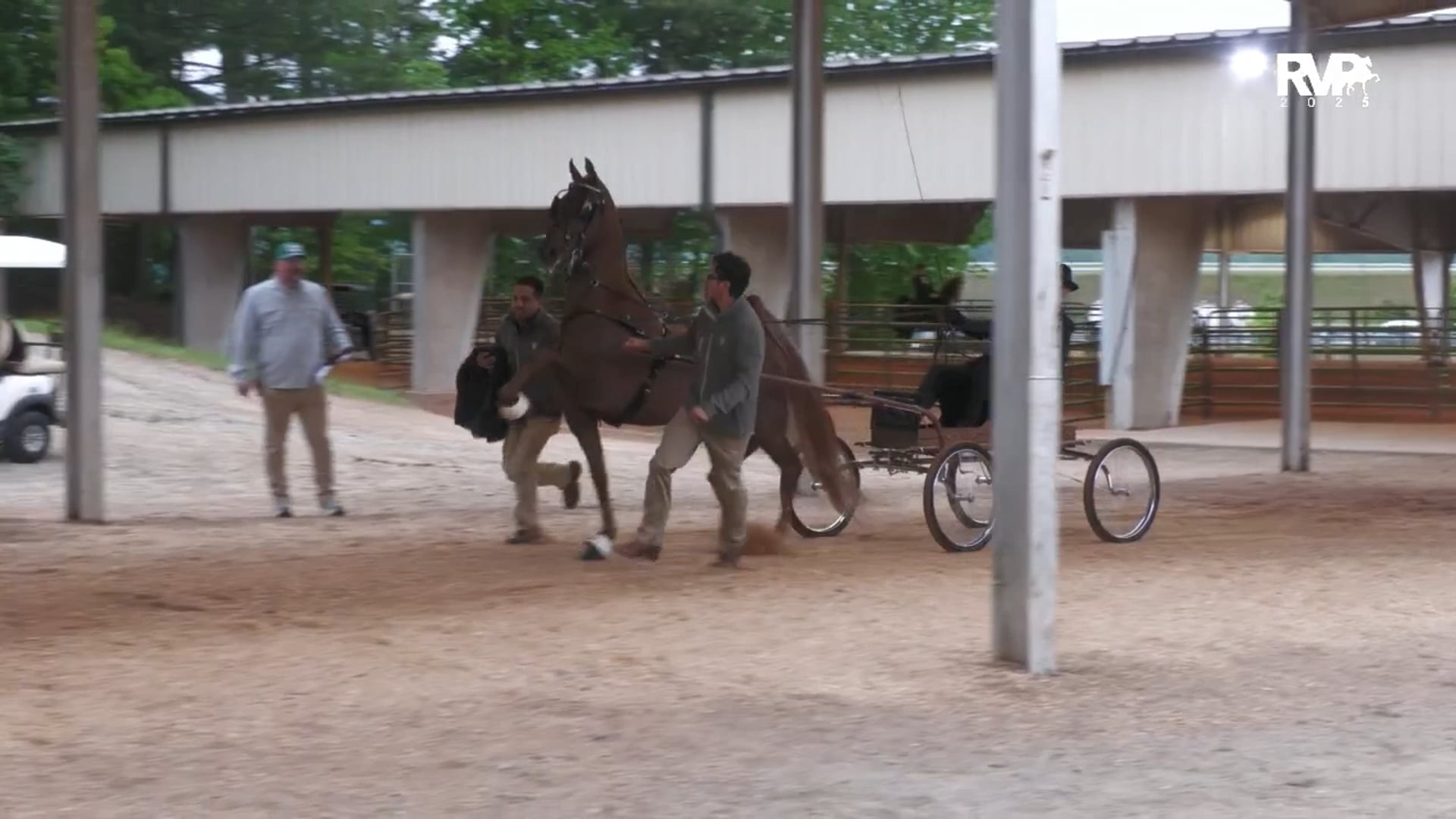 ASC25 - Class 153 - Five Gaited Championship Amateur Masters