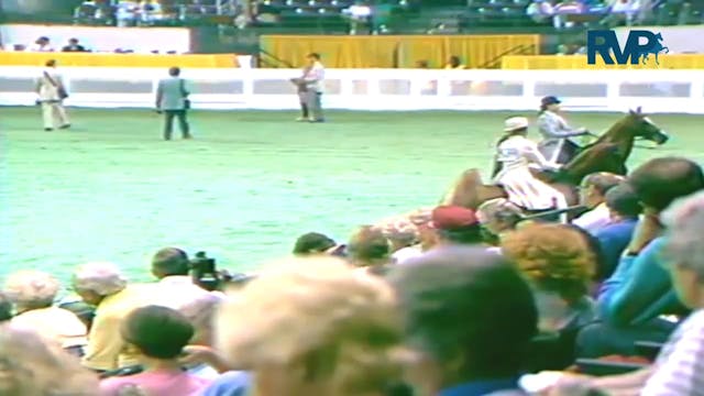 1987 WCHS Class 50 3 Gaited Pony Ride...
