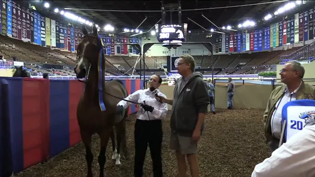 MGN17 - Class 1 - Cimi's Avant Garde GCH