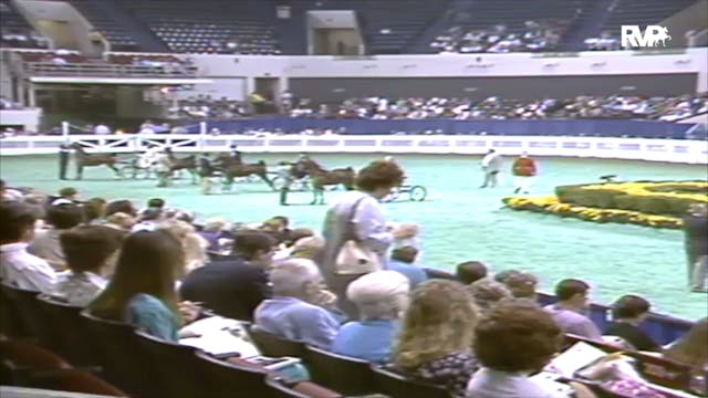1991 WCHS Class 32 Amateur Hackney Po...