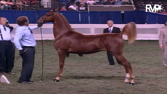 2003 WCHS Class 132 Yearling Breeders...