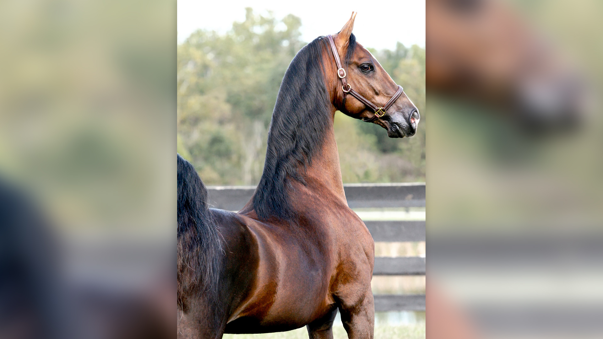 An Old Friend At Willowbank