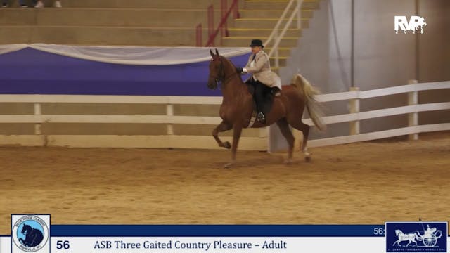 BRC25 - Class 56 - ASB Three Gaited C...