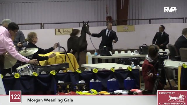 MJ17 - Morgan Weanling Gala