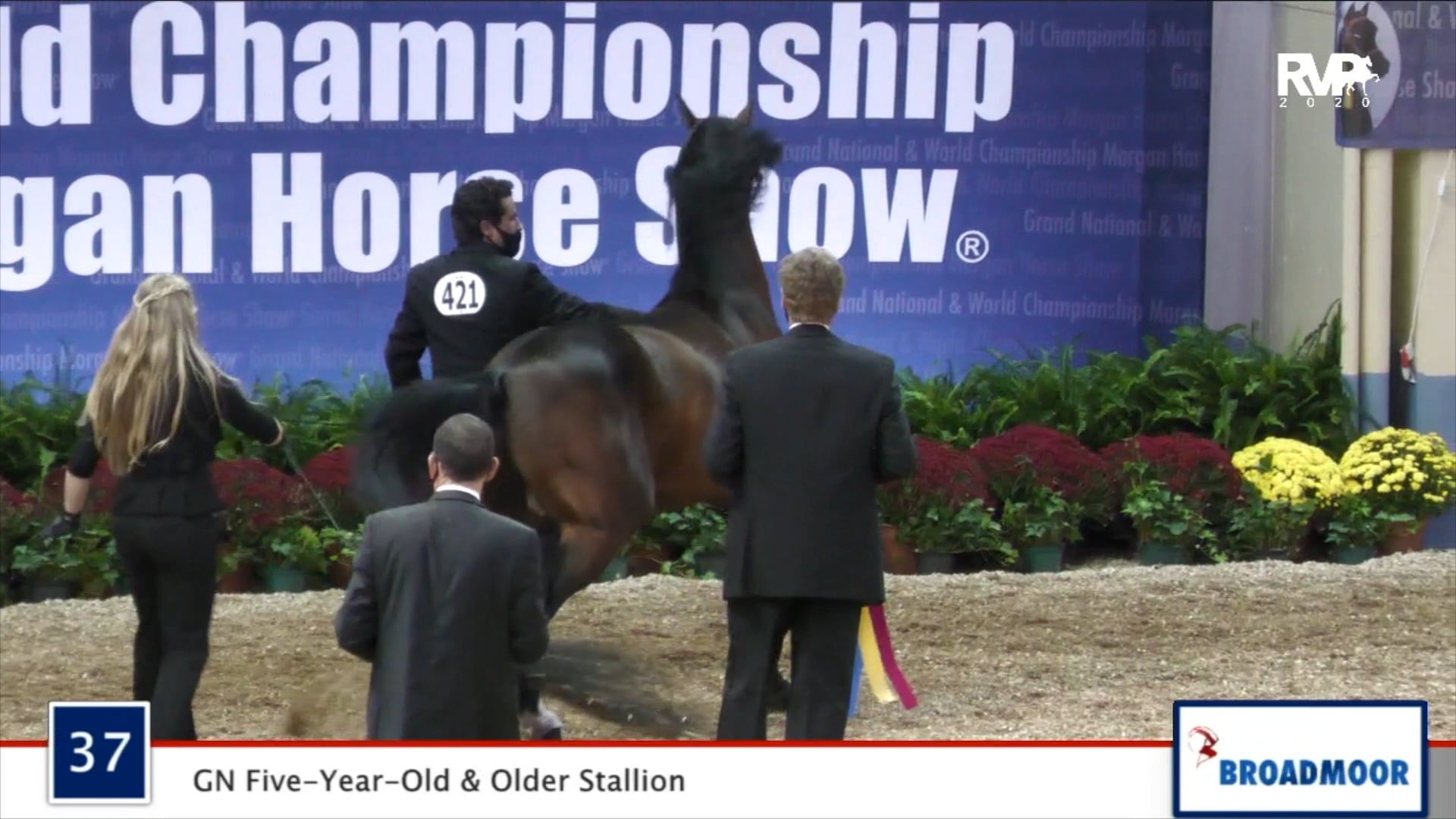 2020 MGN - Class 37 GN Five-Year-Old & Older Stallion