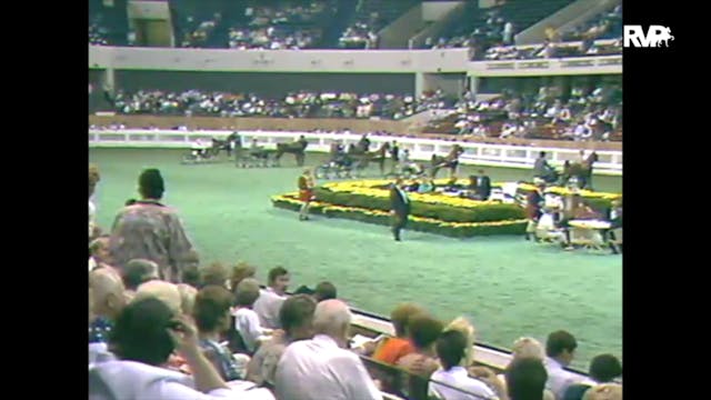 1988 WCHS Class 99 Hackney Pony Stall...