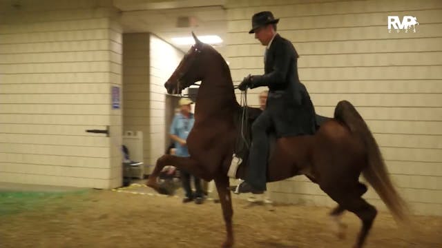 WCHS25 - Class 167 - Three Gaited 3 Y...