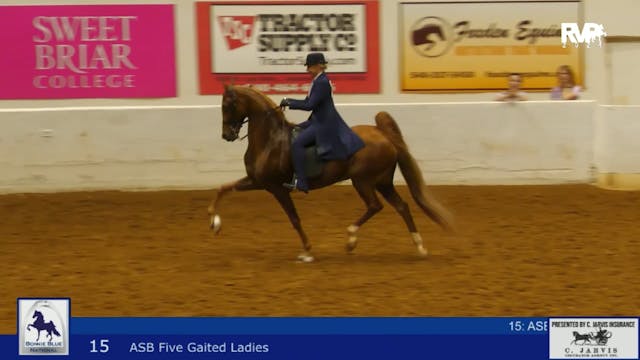 BB24 - Class 15 -  ASB Five Gaited La...